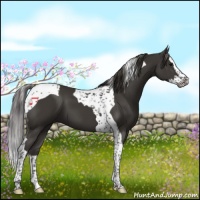 Horse Color:Smoky Black Splash Tobiano