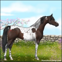 Horse Color:Brown Tobiano 