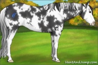 Horse Color:White Spotted Black Splash
