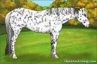 Horse Color:Blue Roan Appaloosa