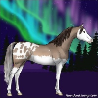 Horse Color:Bay Dun Splash Appaloosa 