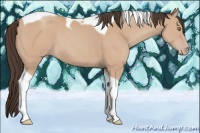 Horse Color:Amber Champagne Tobiano