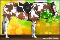 Horse Color:White Spotted Bay Sabino 