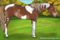 Horse Color:White Spotted Liver Chestnut Tobiano Frame Rabicano