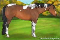 Horse Color:Bay Sabino Tobiano