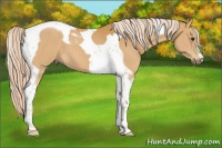 Horse Color:Palomino Tobiano 