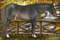 Horse Color:Liver Chestnut Mushroom 