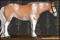 Horse Color:White Spotted Chocolate Silver Bay Rabicano 