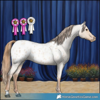 Horse Color:Red Dun Roan Appaloosa 