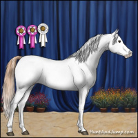 Horse Color:Red Dun Roan Appaloosa