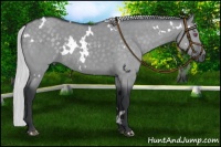 Horse Color:White Spotted Silver Grullo Chinchilla