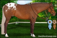 Horse Color:Chocolate Silver Buckskin Appaloosa 