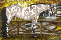 Horse Color:Brown Dun Sabino Leopard 
