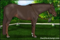 Horse Color:Liver Chestnut 