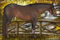 Horse Color:Liver Chestnut
