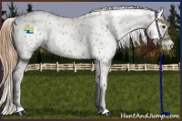 Horse Color:Red Dun Tobiano Appaloosa 