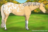 Horse Color:Palomino Tobiano Blanket 