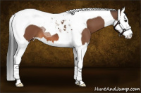 Horse Color:Bay Splash Tobiano