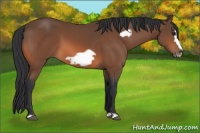 Horse Color:Bay Frame 