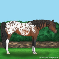 Horse Color:Bay Appaloosa 