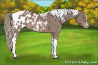 Horse Color:Chestnut Mushroom Tobiano Appaloosa 