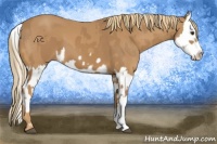 Horse Color:Chestnut  and Chestnut Splash 