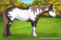 Horse Color:Liver Chestnut Frame 