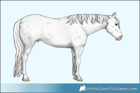 Horse Color:Silver Black Sabino