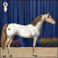 Horse Color:Red Dun Roan Appaloosa 