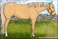 Horse Color:Palomino Sabino