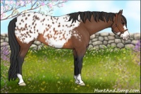 Horse Color:Bay Frame Appaloosa 