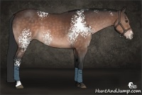 Horse Color:White Spotted Brown Rabicano 
