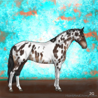 Horse Color:Brown Dun Tobiano Appaloosa 