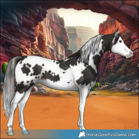 Horse Color:White Spotted Liver Chestnut Splash 