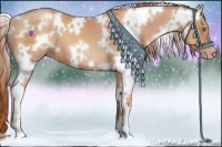 Horse Color:White Spotted Gold Champagne 