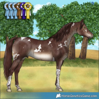 Horse Color:Gray White Spotted Chocolate Brown Dun Mushroom Tobiano Brindle 
