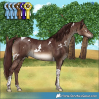 Horse Color:Gray White Spotted Chocolate Brown Dun Mushroom Tobiano Brindle 