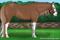 Horse Color:Chestnut Splash 