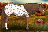 Horse Color:Chestnut Appaloosa 