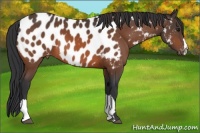 Horse Color:Bay Appaloosa 