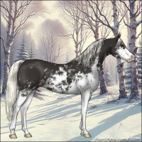 Horse Color:Liver Chestnut Mushroom Sabino 