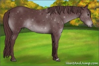 Horse Color:Chocolate Black Chinchilla 