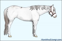 Horse Color:Liver Chestnut Sabino 