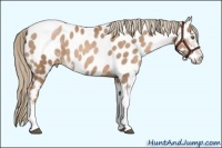 Horse Color:Liver Chestnut Pearl Sabino Appaloosa 