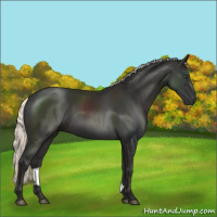 Horse Color:Liver Chestnut Mushroom Sabino Rabicano 