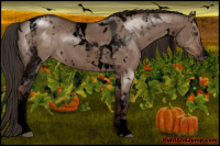 Horse Color:Void White Spotted Liver Red Dun Tobiano 