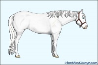 Horse Color:Silver Smoky Creme Sabino Splash 