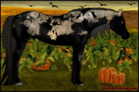 Horse Color:Void White Spotted Buckskin Dun Splash Tobiano 