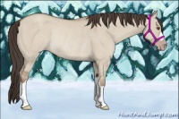 Horse Color:Classic Champagne Dun Rabicano 