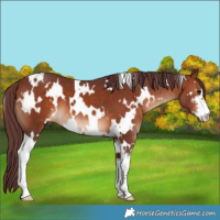 Horse Color:White Spotted Chocolate Bay 